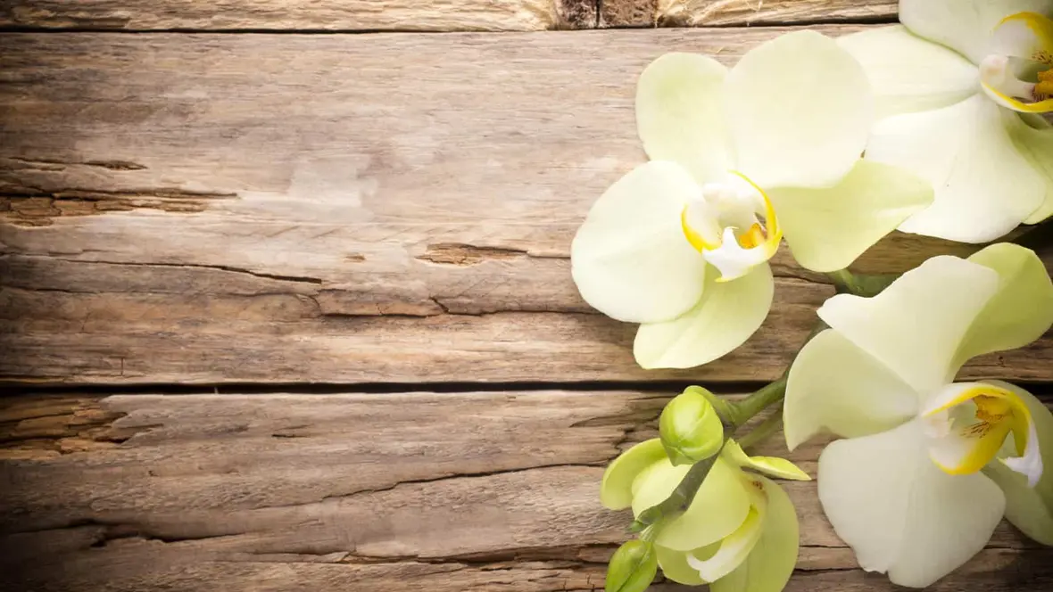 Comment entretenir une orchidée d'intérieur ?