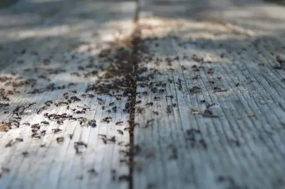 Comment chasser les fourmis de votre maison ?