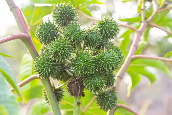 Comment utiliser le tourteau de ricin comme répulsif anti rongeurs ?