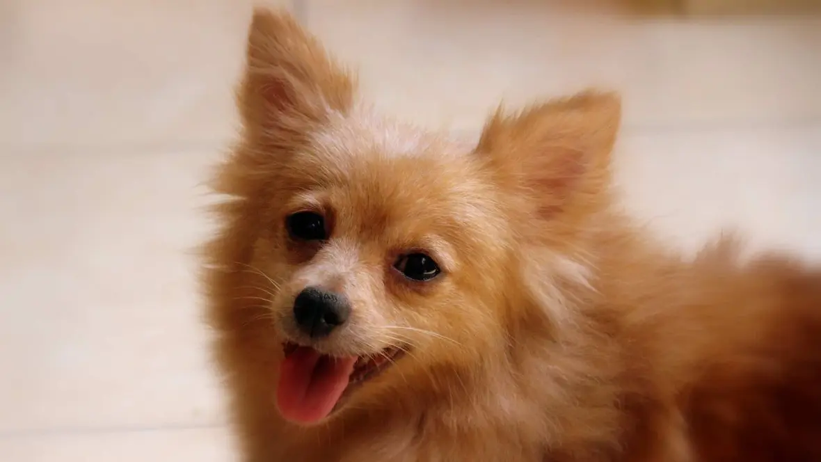 Tout savoir sur le loulou de Poméranie
