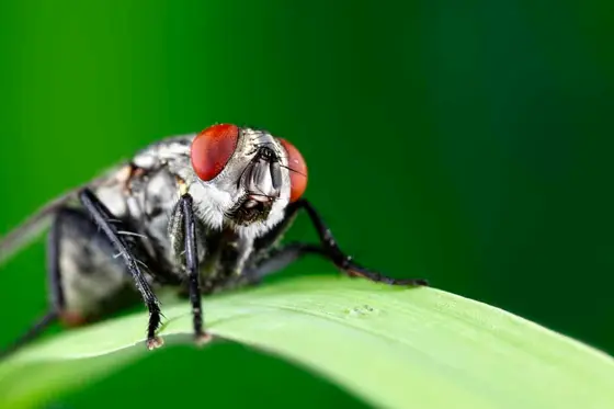 Comment faire fuir les mouches ? quelques astuces...