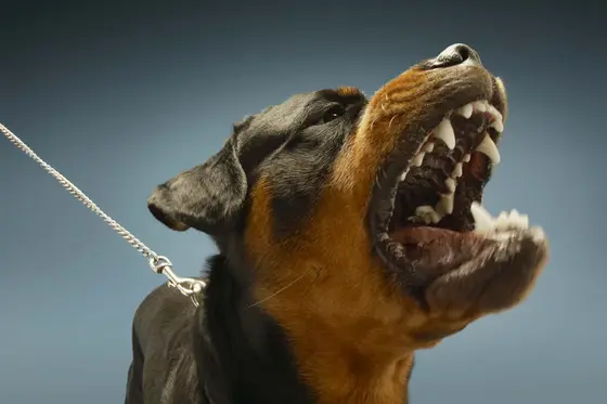 Conseils pour empêcher son chien d'aboyer