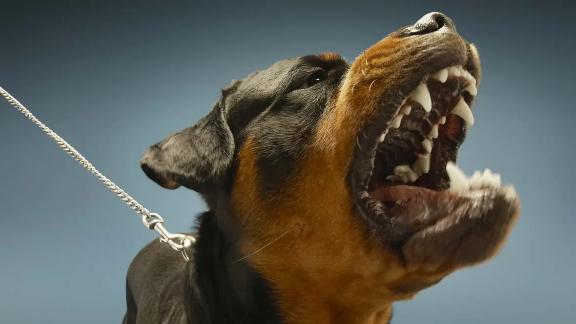 Conseils pour empêcher son chien d'aboyer