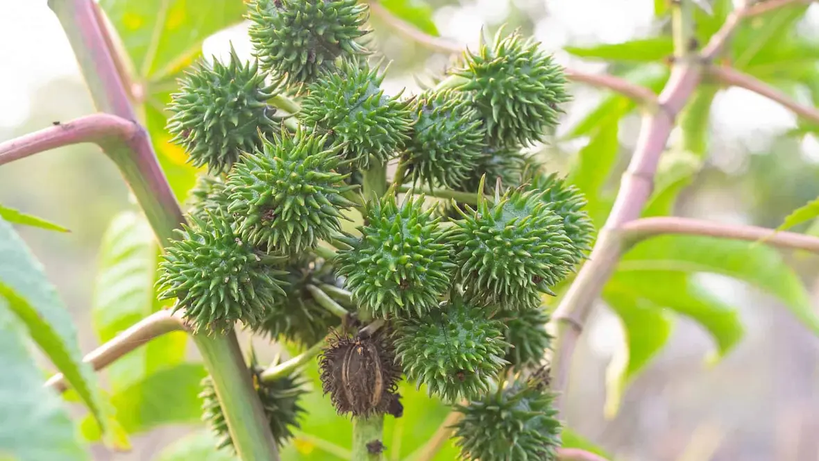 Comment utiliser le tourteau de ricin comme répulsif anti rongeurs ?