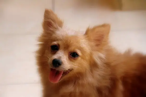 Tout savoir sur le loulou de Poméranie