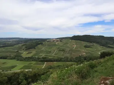 Vignoble du Château-Chalon depuis Menétru-le-Vignoble