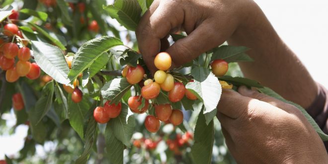 12 conseils pour éloigner les oiseaux du jardin et des arbres fruitiers