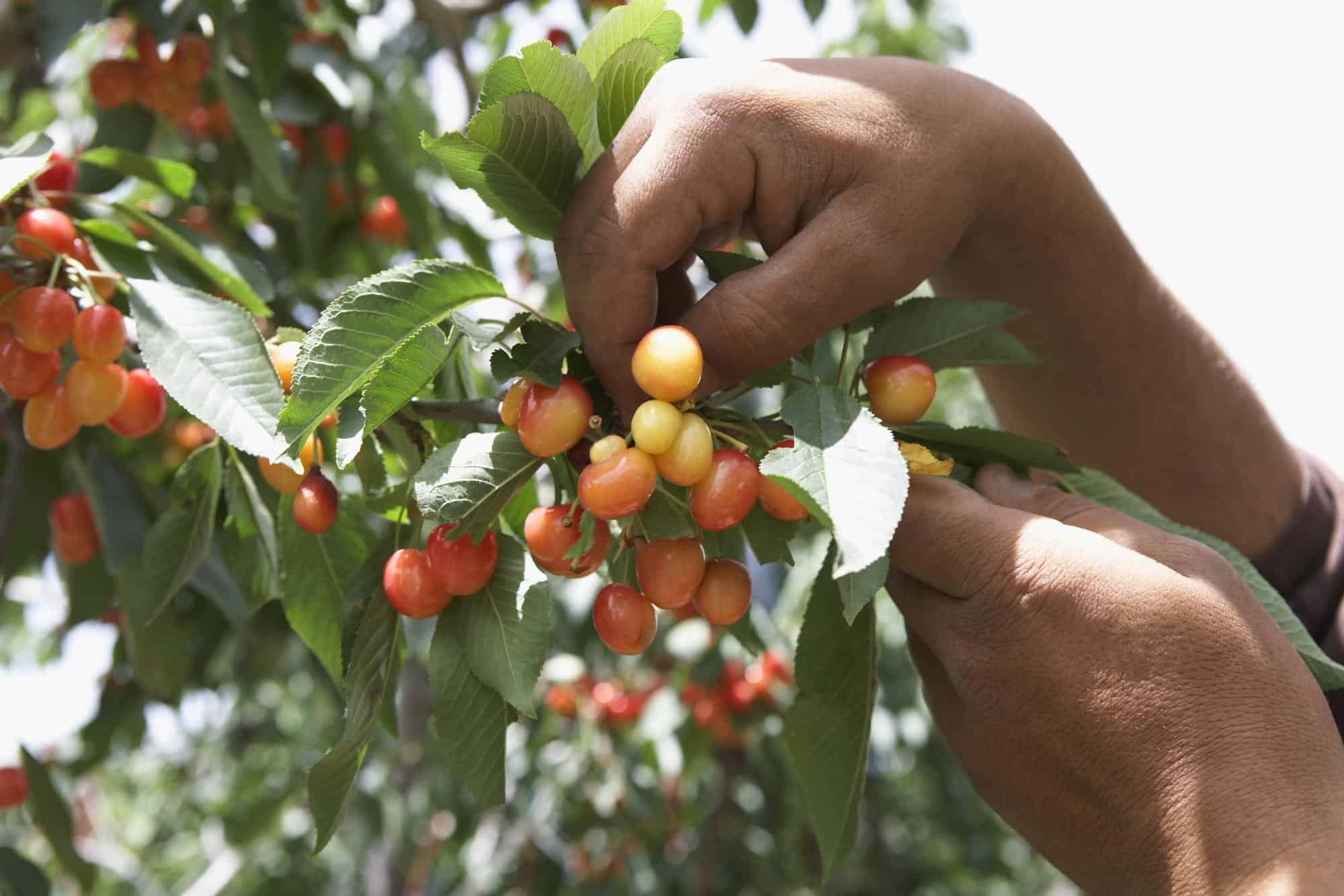 arbre fruitier