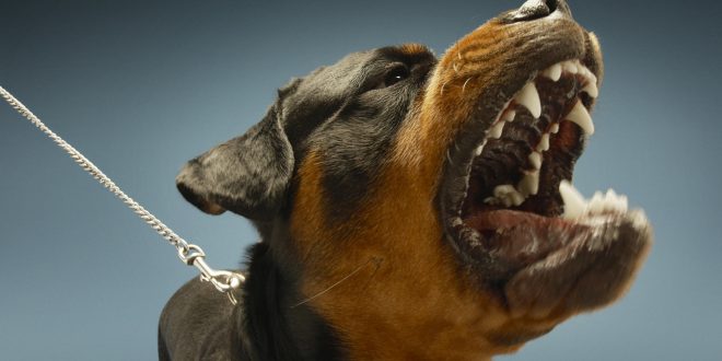 Conseils pour empêcher son chien d’aboyer