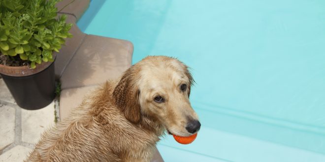 Rafraîchir son chien pendant la canicule