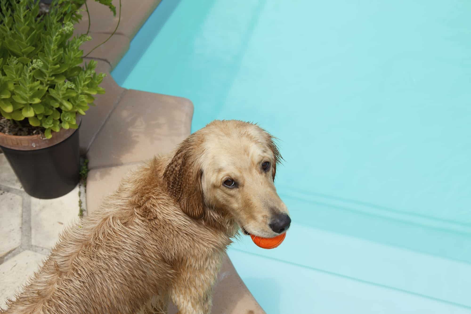 rafraichir son chien à la piscine