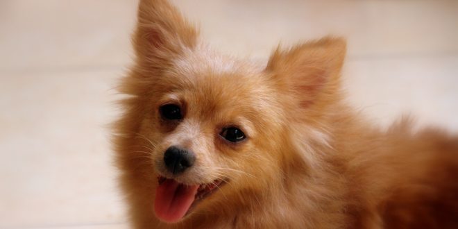 Tout savoir sur le loulou de Poméranie
