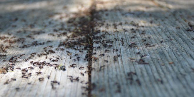 Comment chasser les fourmis de votre maison ?