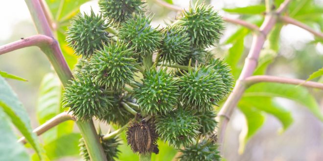 Comment utiliser le tourteau de ricin comme répulsif anti rongeurs ?
