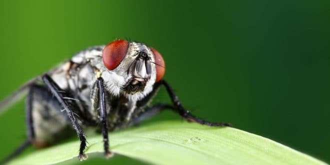 Comment faire fuir les mouches ? quelques astuces…
