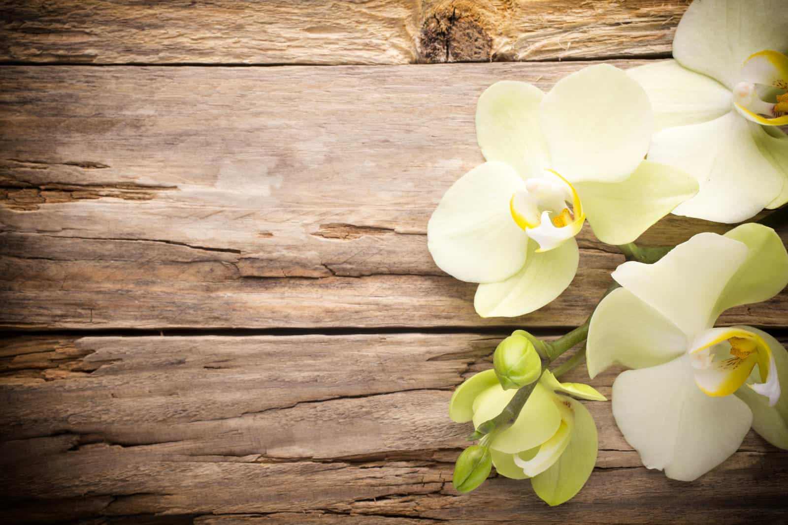 entretien orchidée