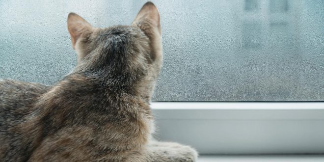 Peut-on installer une chatière sur une baie vitrée ?