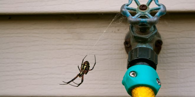 Comment se débarrasser des araignées dans la maison ?