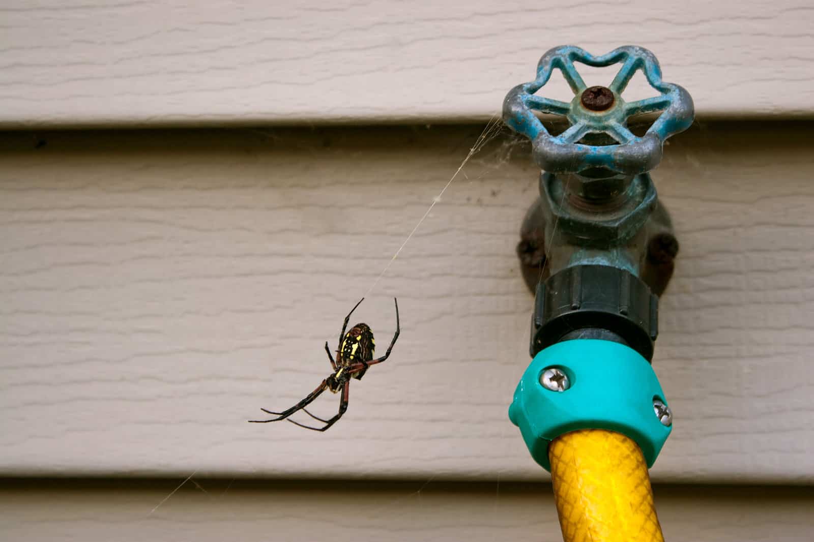 araignées dans la maison