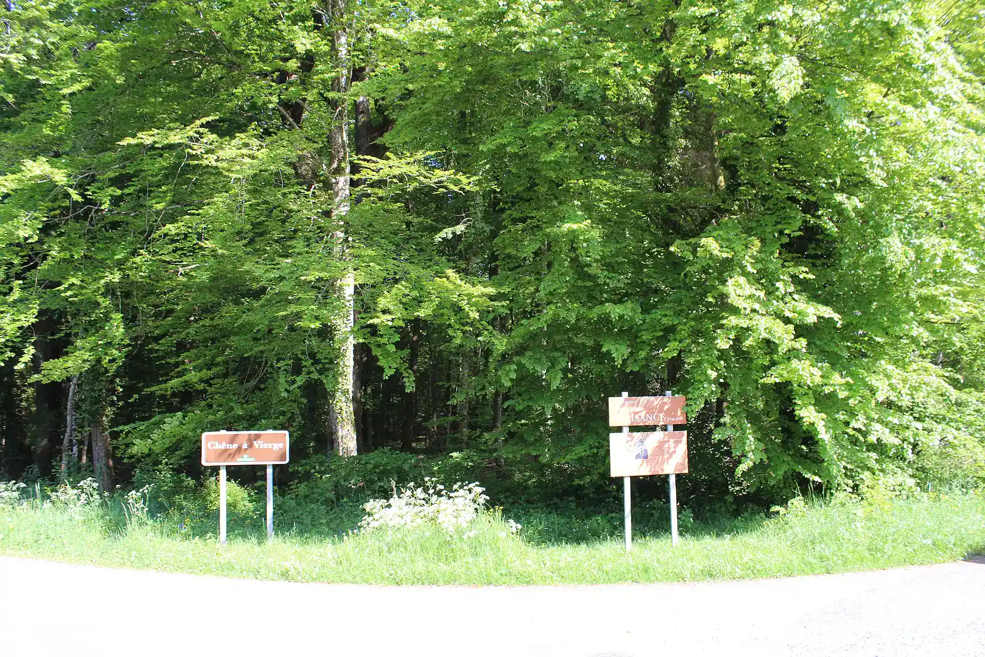 Forêt de Chaux – Grande Boucle